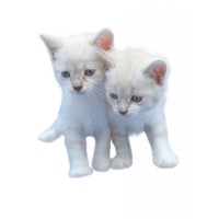 ИНТЕРЬЕРНАЯ НАКЛЕЙКА "КОТЯТА"